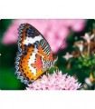 Butterfly Broderie Diamant