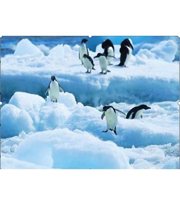 Mancho sur glace Broderie Diamant