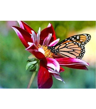 Flower Butterfly Broderie Diamant