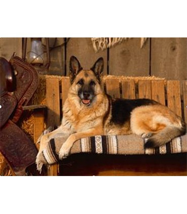 Berger Allemand Broderie Diamant