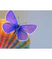 Violet butterfly Broderie Diamant