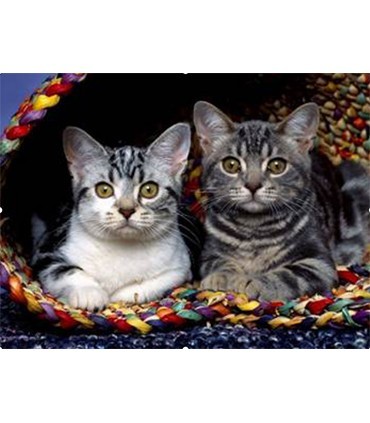 Frères Chat Broderie Diamant