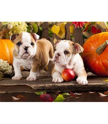 Frères Chiot bulldog Broderie Diamant