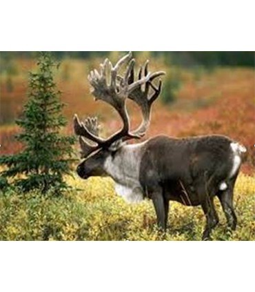 Elan du canada Broderie Diamant