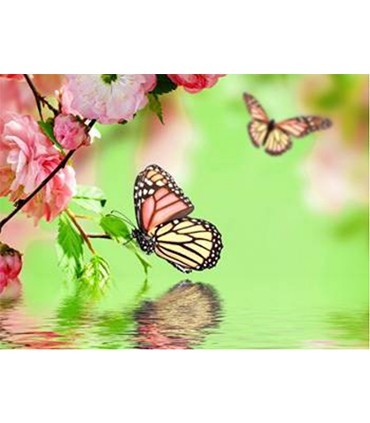 Papillon au bord de l'eau Broderie Diamant