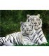 Couple Tigre Blanc Broderie Diamant
