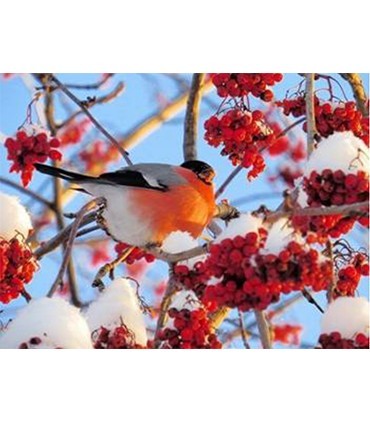 Bouvreuil pivoine Broderie Diamant