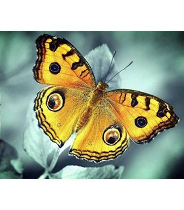 Portrait papillon Broderie Diamant