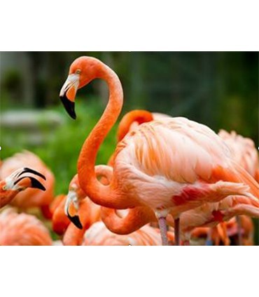 Flamant rose Broderie Diamant