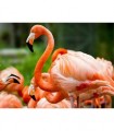 Flamant rose Broderie Diamant