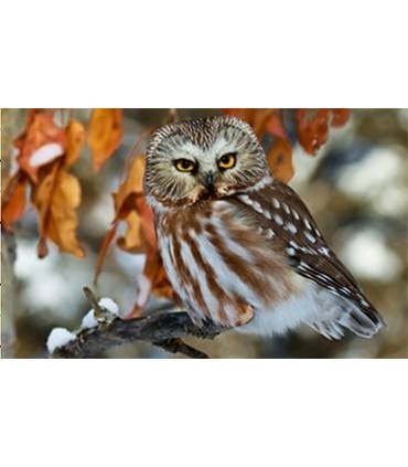 Chouette d'automne Broderie Diamant