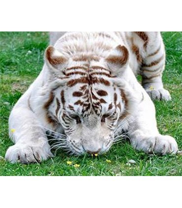 Tigre blanc dans l'herbe Broderie Diamant