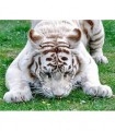 Tigre blanc dans l'herbe Broderie Diamant