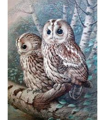 Couple de chouette en forêt Broderie Diamant