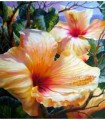 Hibiscus blanc Broderie Diamant