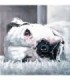 Chien Boxer blanc Broderie Diamant