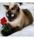 Chat Siamois Broderie Diamant