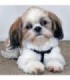Shih Tzu Diamond Painting