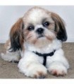 Shih Tzu Diamond Painting