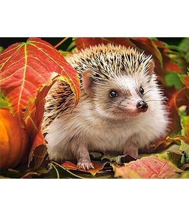 Hérisson en l'automneDiamond Painting
