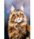 Portrait Main Coon Diamond Painting