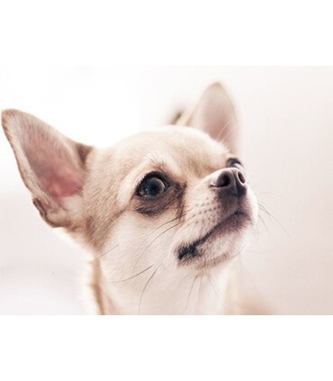 Prtrait Chihuahua Diamond Painting