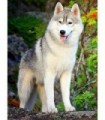 Husky Diamond Painting