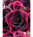 Zoom Roses rouge Diamond Painting