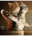Chatons au Titanic Diamond Painting