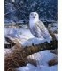 hibou Blanc Diamond Painting