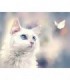 Chat Blanc et Papillon Blanc Diamond Painting