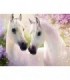 Couple chevaux Blanc Diamond Painting