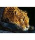 Guépard près à attaquer Diamond Painting