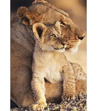 Le Lionceau et sa mère Diamond Painting