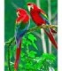 Couple de perroquet rouge Diamond Painting