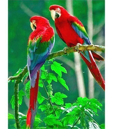 Couple de perroquet rouge Diamond Painting