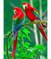 Couple de perroquet rouge Diamond Painting