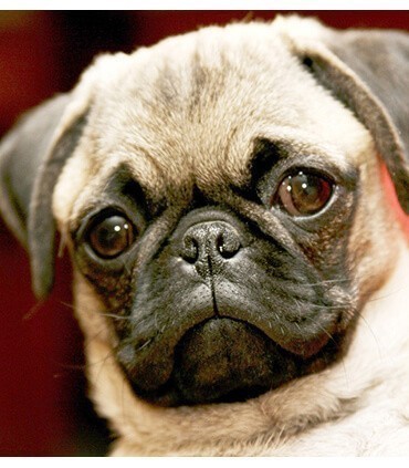 Boxer Diamond Painting