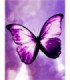 Papillon Violet Diamond Painting