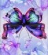 Papillon Portrait Diamond Painting