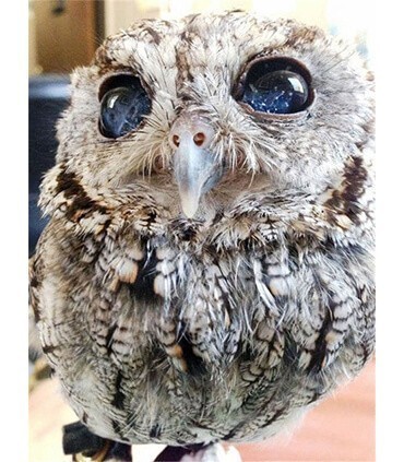 Photo zoom hibou Diamond Painting