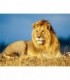 Le Lion Diamond Painting