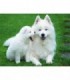 Le chien Samoyède Diamond Painting