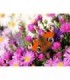 Le Papillon dans les fleurs roses Diamond Painting