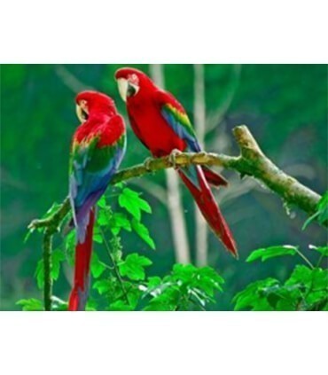 Couple de perroquet rose Diamond Painting