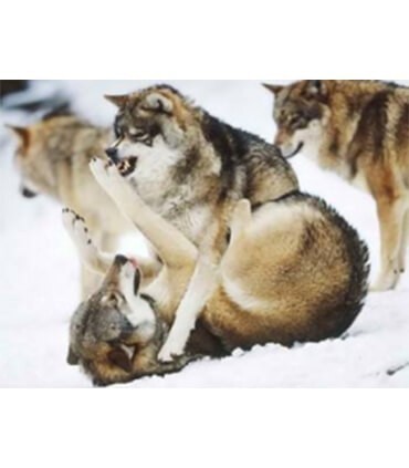 Loups jouent à la neige Diamond Painting