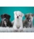 Portrait trois chiots Diamond Painting