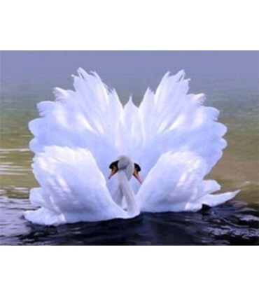 Cygnes enlacés Diamond Painting
