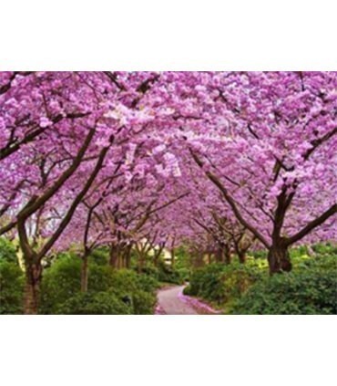 Allée de cerisiers chinois Diamond Painting