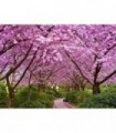 Allée de cerisiers chinois Diamond Painting